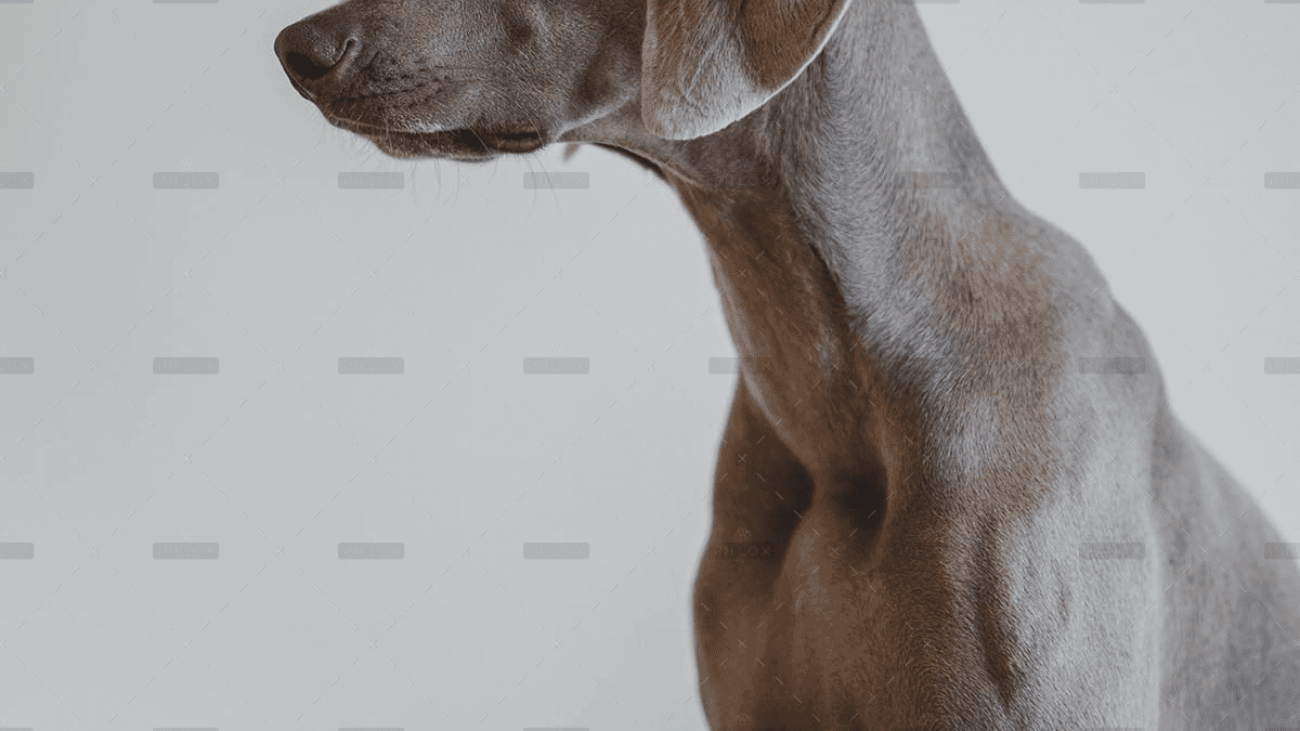 demo-attachment-4057-cristofer-jeschke-3HjLaBmY2a4-unsplash
